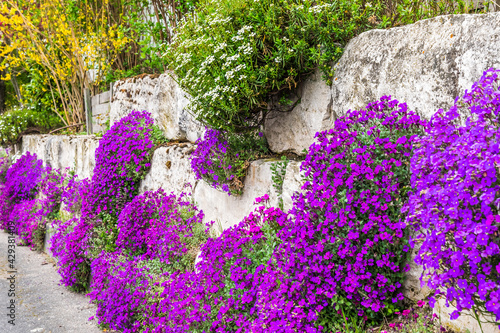 Natural stone wall with abundant blooming aubretia plants photo