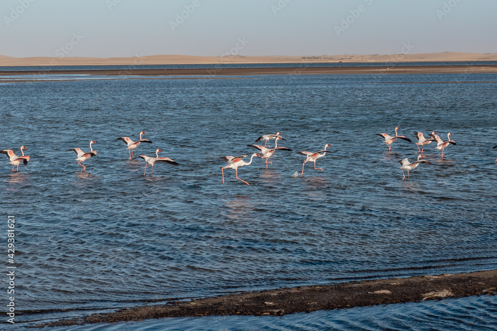 Flamingos walk on the ocean water