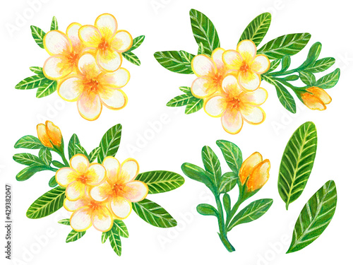 Hand painting watercolor illustration plumeria frangipani flower foliage leaf and bouquet elements on white