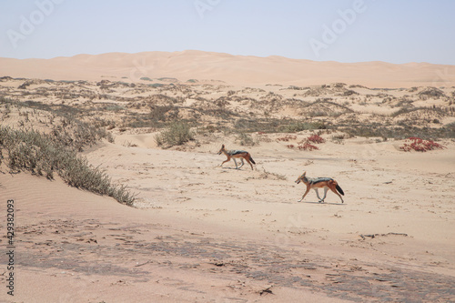 jackals walk through the Namib desert to Sandwich Harbor