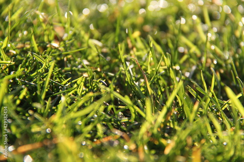 Green grass , beautiful young grass with dew in the morning. macro. Fresh Summer and nature background. 