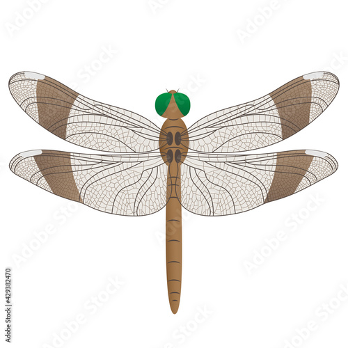 Bronze dragonfly with detailed delicate wings and bright green eyes. Isolated on white. Vector.