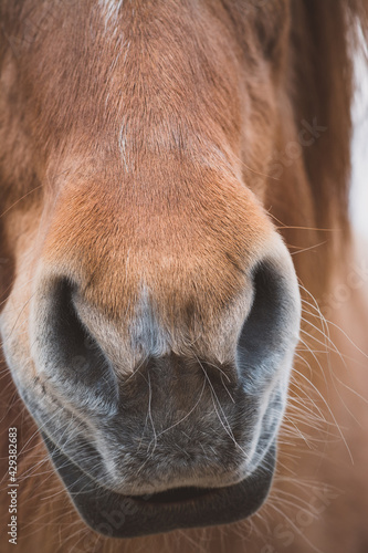 Neugieriges Pferd © Petra Fischer