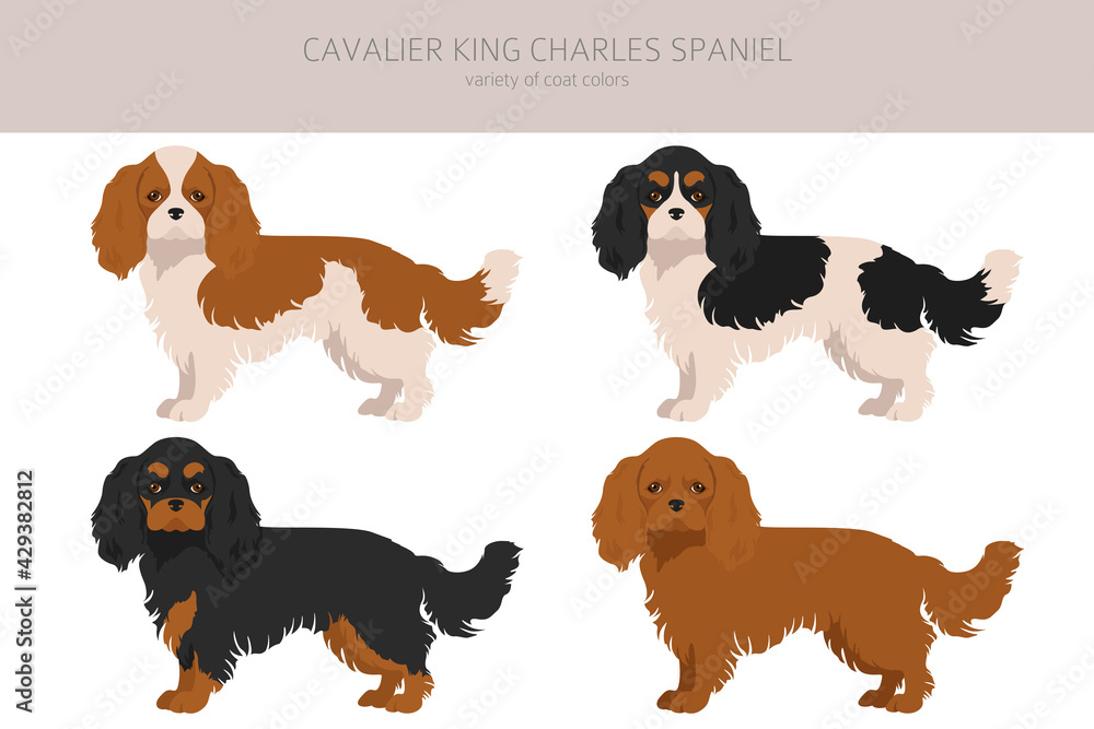 Cavalier King Charles spaniel clipart. Different poses, coat colors set