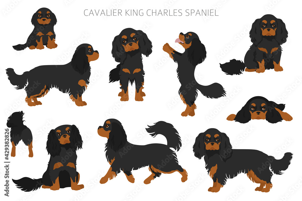 Cavalier King Charles spaniel clipart. Different poses, coat colors set