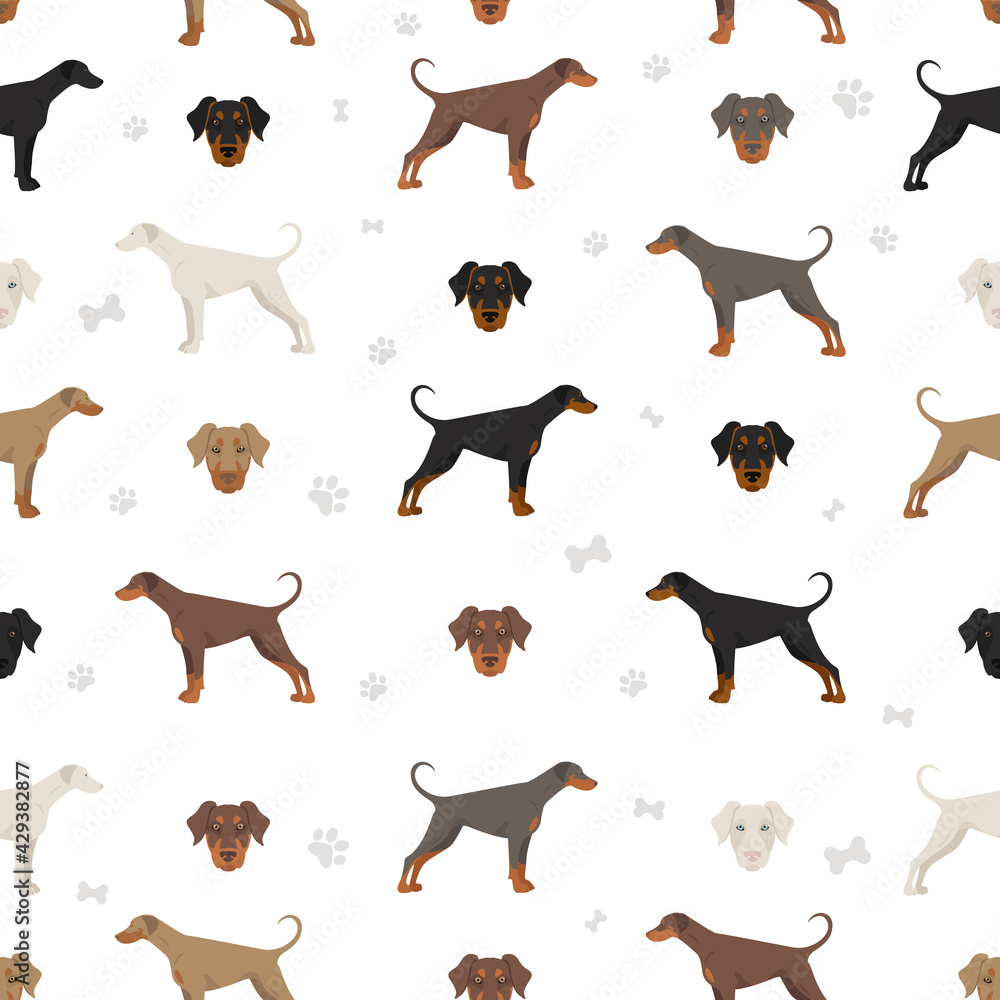 Doberman pinscher dogs seamless pattern. Different poses, coat colors set