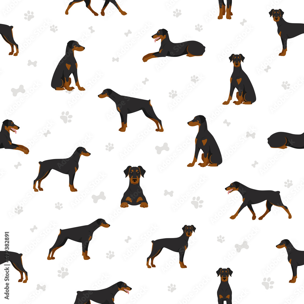 Doberman pinscher dogs seamless pattern. Different poses, coat colors set