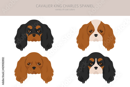 Cavalier King Charles spaniel clipart. Different poses, coat colors set