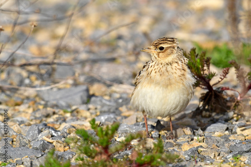 Skylark // Feldlerche (Alauda arvensis) photo