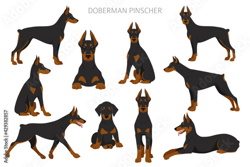 Fototapete Doberman pinscher dogs clipart. Different poses, coat colors set