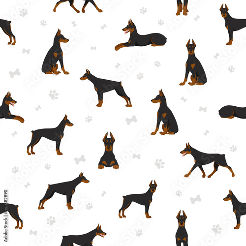 Doberman pinscher dogs seamless pattern. Different poses, coat colors set