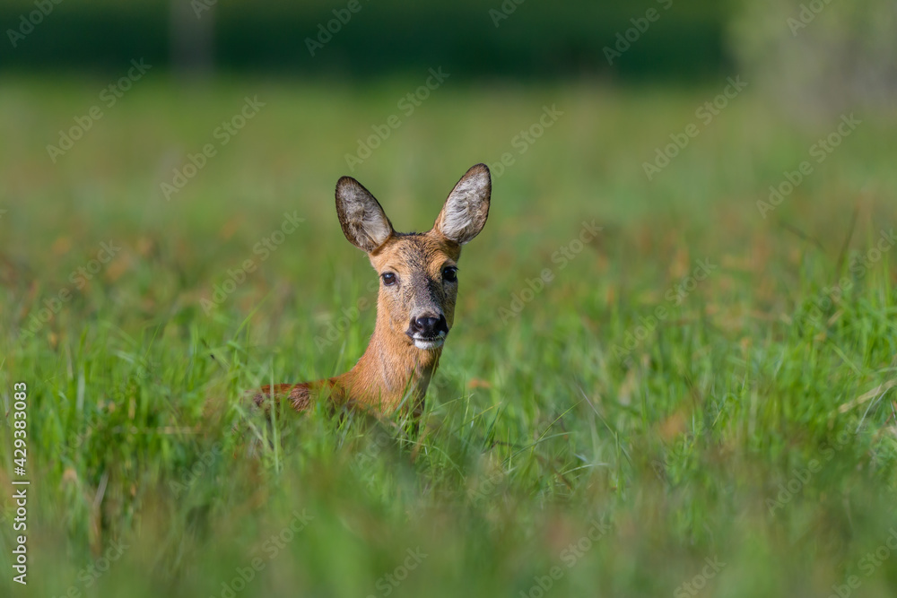 Capreolus capreolus Capreolus capreolus