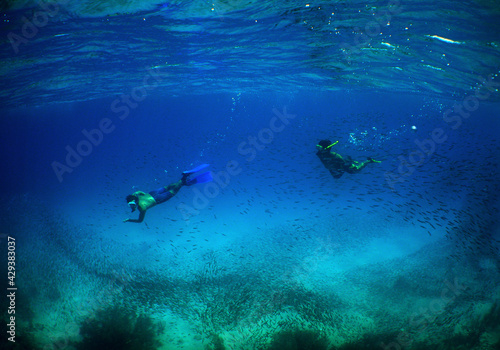 underwater scene , caribbean sea , free diving © gustavo