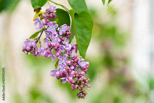 Big lilac branch bloom. Bright blooms of spring lilacs bush. Spring blue lilac flowers close-up on blurred background. Bouquet of purple flowers after the rain.