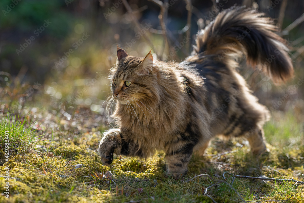Obraz premium Siberian cat