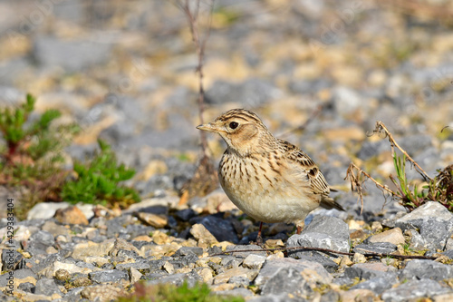 Skylark // Feldlerche (Alauda arvensis) photo