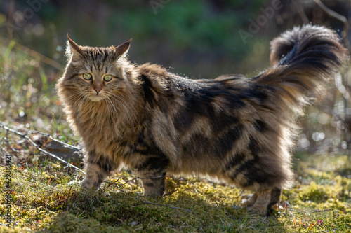 Siberian cat
