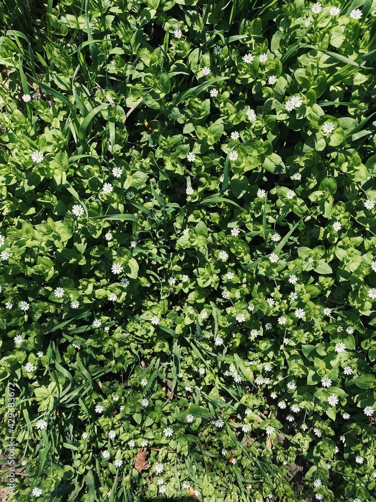green leaves background, green grass in the forest green leaves background, green grass in the forest