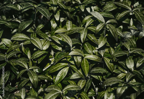 Beautiful juicy and fresh leaves of lingonberry and periwinkle on a marshy spring meadow. Deciduous background and natural texture. Clean environment concept 