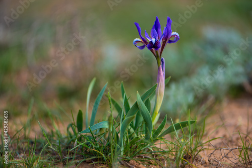 Wild iris Iris Scariosa blossoms in desert in spring photo