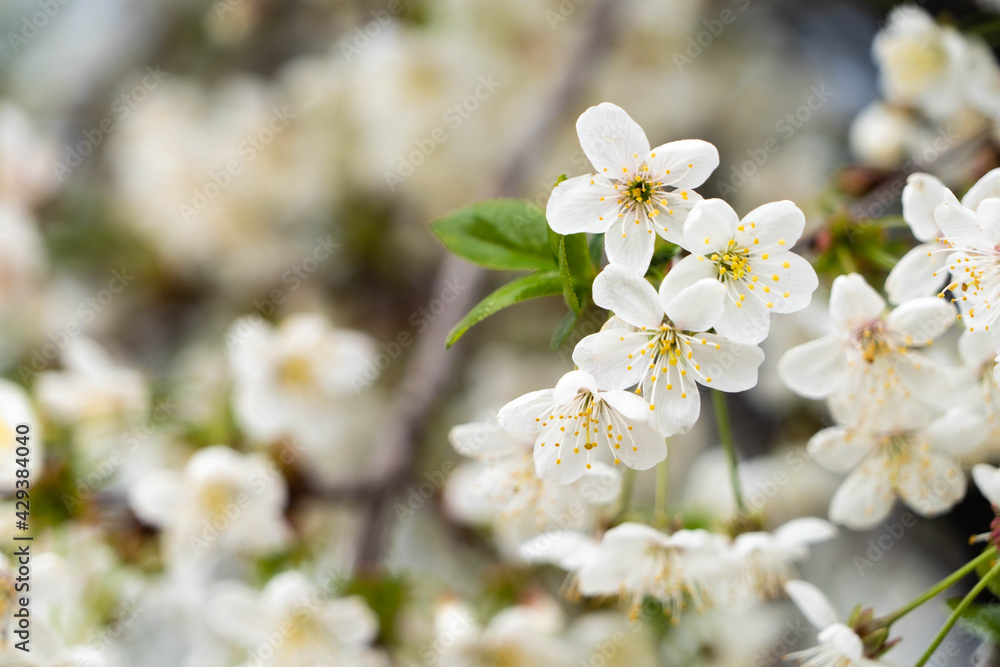 white cherry flowers, blooming flowers white cherry flowers, blooming flowers