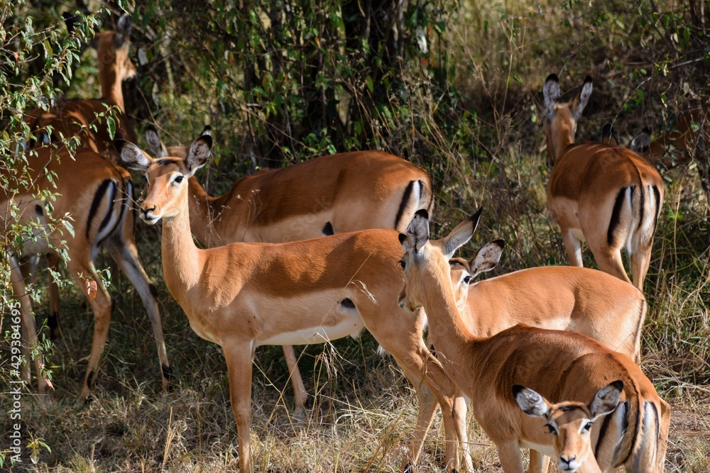 group of tomson's gazelle in the savannah group of tomson's gazelle in the savannah
