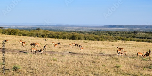 group of impalas in the savannah