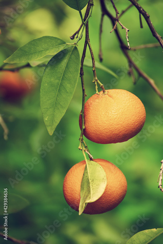Wallpaper Mural Tangerine garden with fruits Torontodigital.ca