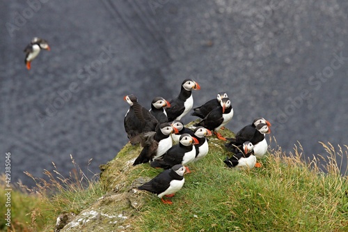 Atlantic Puffin / Fratercula arctica /, Dyrhólaey rock cliffs. Iceland.