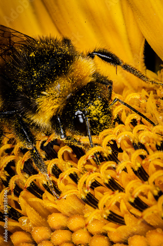 bee on sunflower