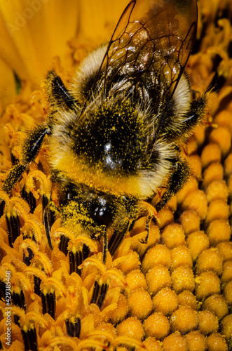 bee on a sunflower