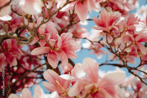 Beautiful Blooming Pink Magnolia Tree Close Up On A Sunny Day