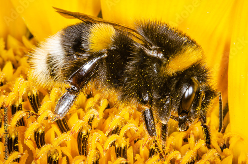 bee on flower
