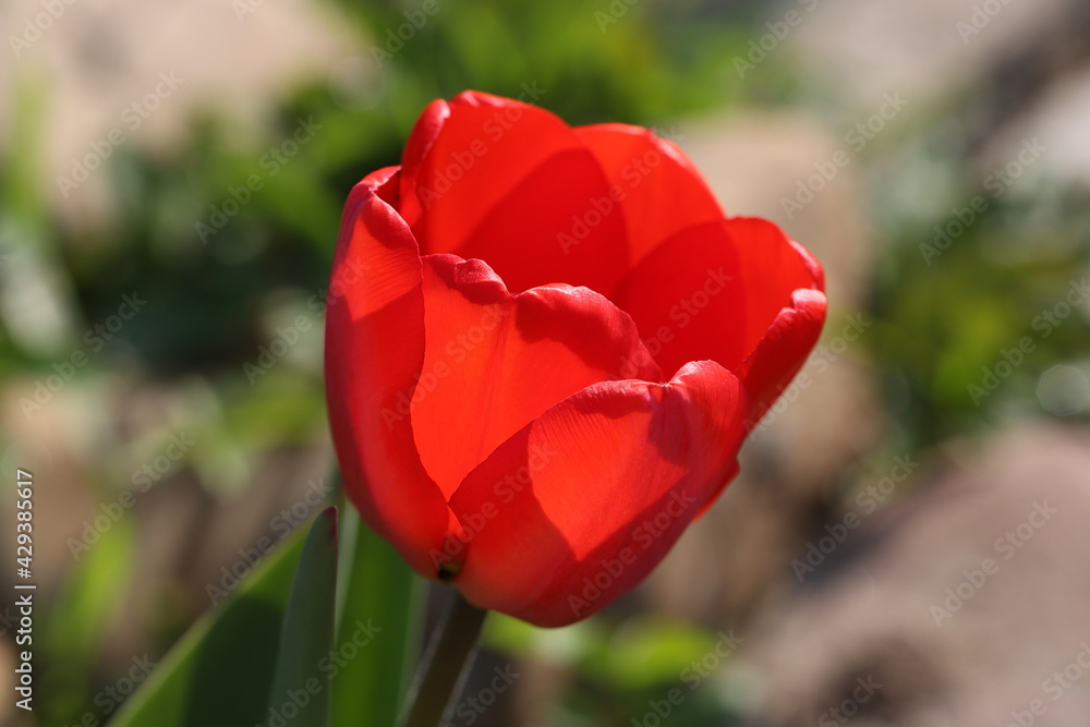 Beautiful red tulips in spring in the flowerbed Beautiful red tulips in spring in the flowerbed