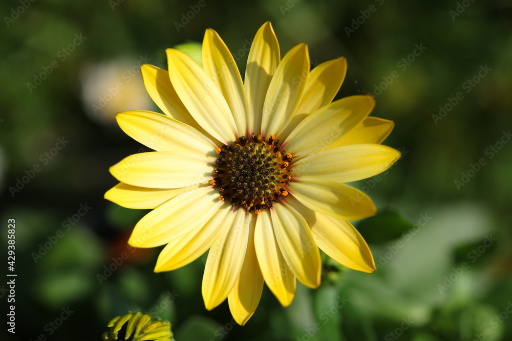 Osteospermum Osteospermum