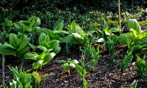 These are perennial ground herbs with rhizomes and a robust leafy stem. They are monoecious plants with bisexual and sometimes male flowers. The leaves are stem-shaped, simple, sessile, alternate photo