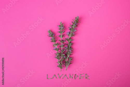A beautiful lavender plant photographed on a pink background with letters made from its leaves on which Lavender is written. 