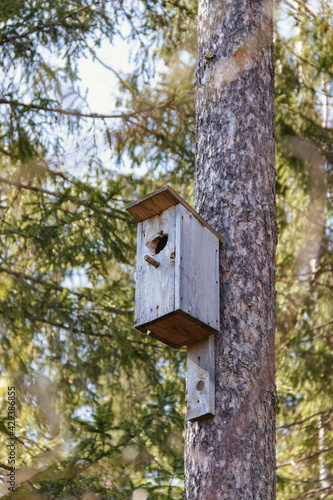 Birdhouse on pine tree in park