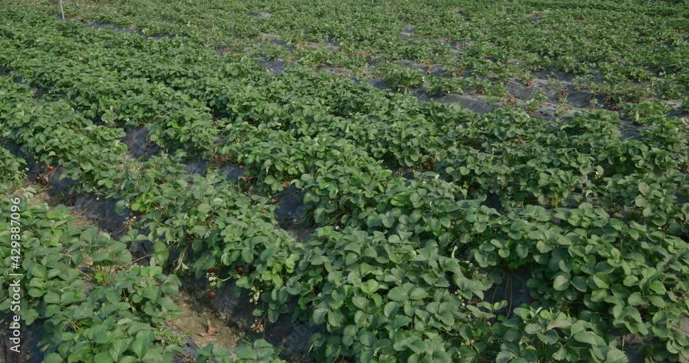 Strawberry farm with ripe strawberry Strawberry farm with ripe strawberry