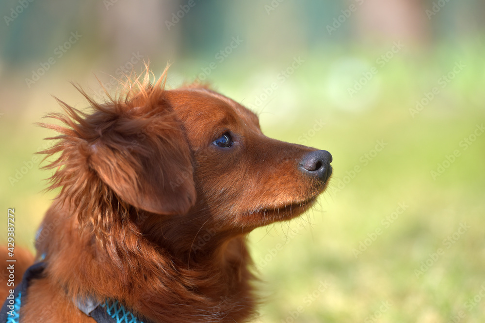 Small ginger dog of the Nevskaya Orchid breed Small ginger dog of the Nevskaya Orchid breed