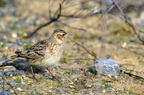 Feldlerche // Eurasian skylark (Alauda arvensis) photo