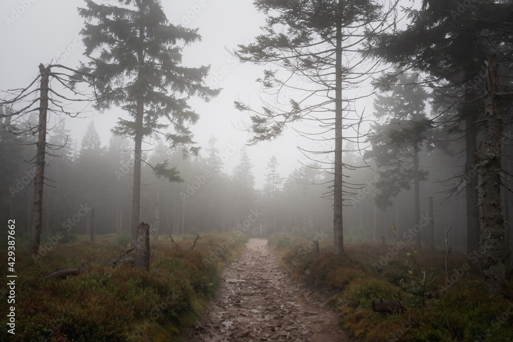 Obraz premium An empty, muddy road leading through a misty clearing in the forest