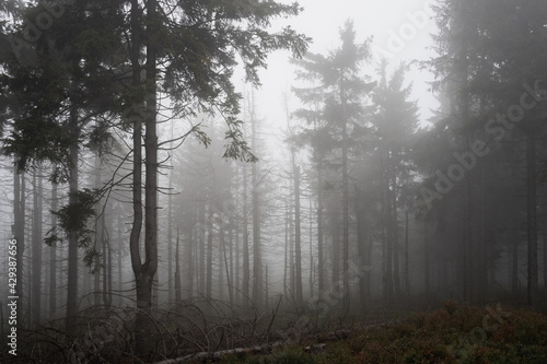 Hazy pine forest on a cold, dark day