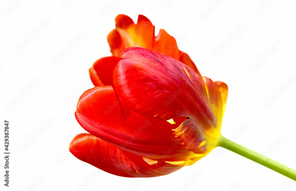 red tulip flower head isolated on white  background  Close up  