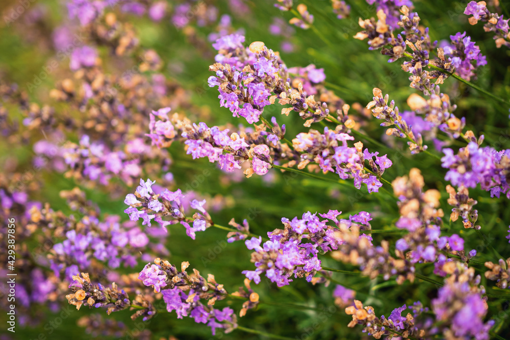 Beautiful blooming lavender shrubs	
