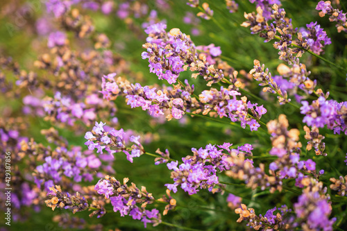 Beautiful blooming lavender shrubs	

