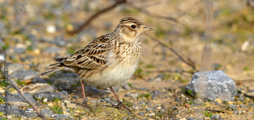 Obraz na płótnie Feldlerche // Eurasian skylark (Alauda arvensis)