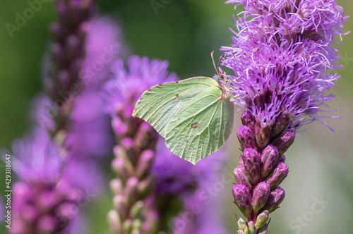 Gonepteryx rhamni yellow butterfly sitting on Liatris spicata deep purple flowering flowers, purple beautiful plant in bloom photo