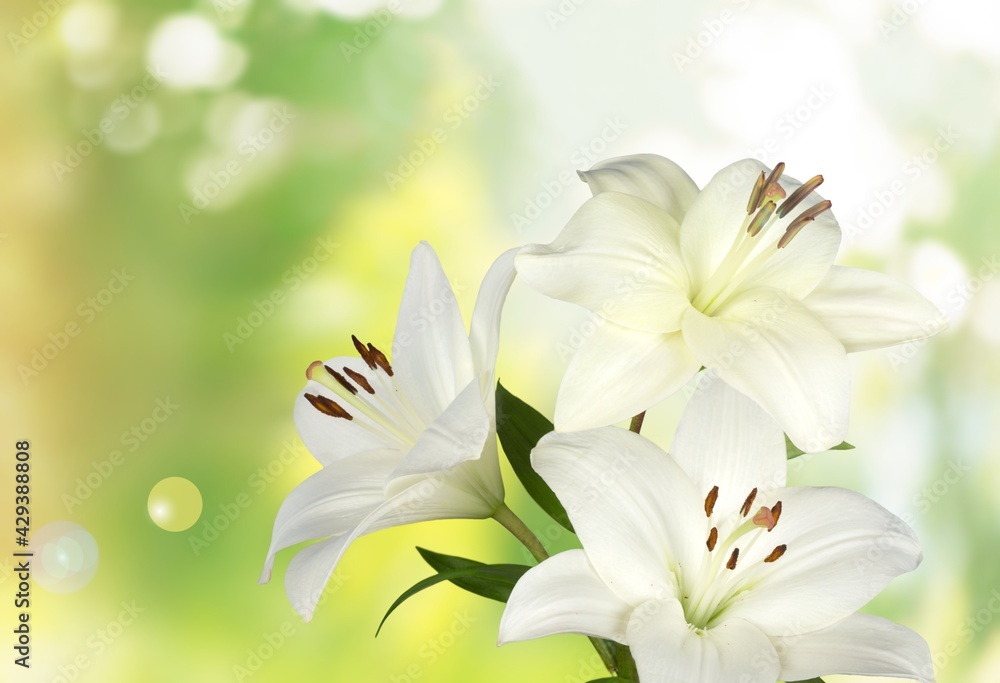 Lilium. Lilium.
