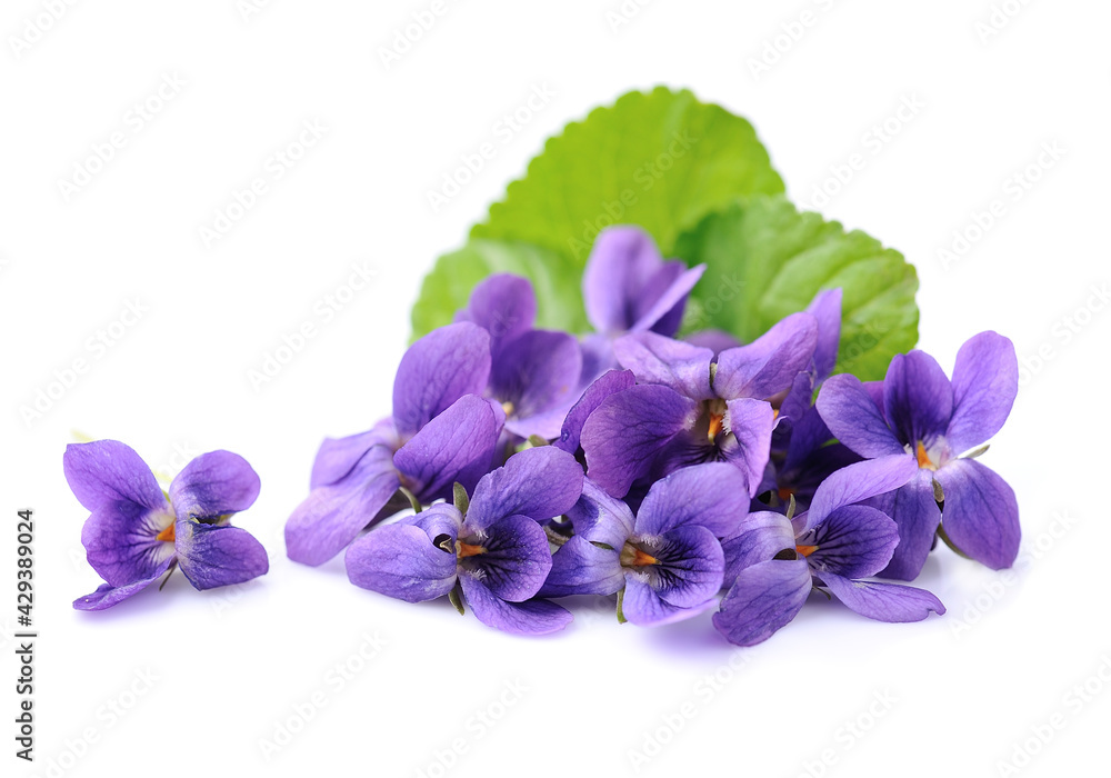 Naklejka premium Wild violet flower with leaves